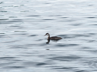 Podiceps cristatus | Grèbe huppé adulte nageant