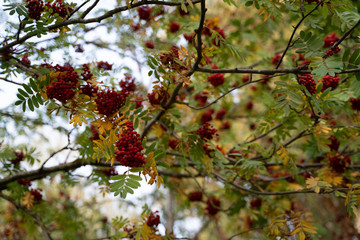 Ashberries