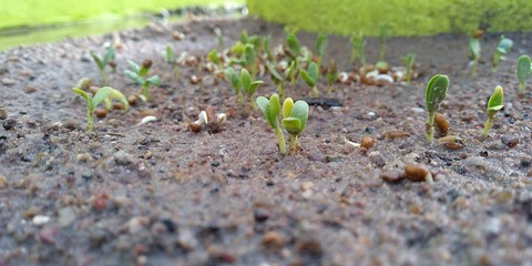 seedlings in soil