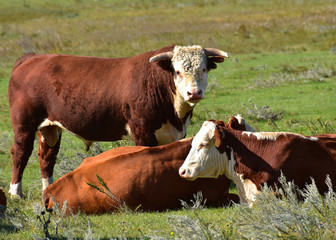 Hereford cattle in pasture.
