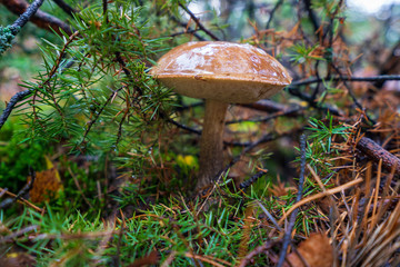 Kozak Koźlarz grzyb © SebbPL