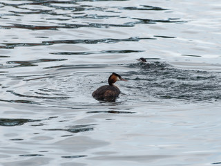 Podiceps cristatus | Grèbe huppé
