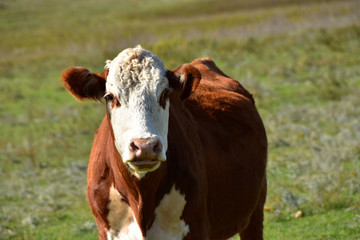 Fototapeta na wymiar Hereford cattle in pasture.