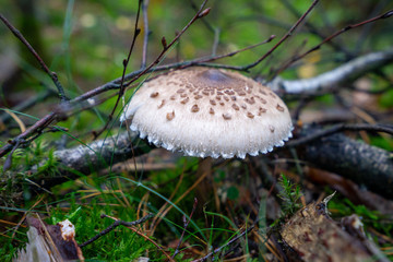 Kania grzyb © SebbPL