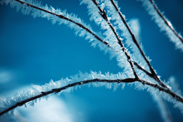 Detail on frozen twig