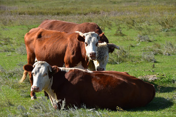 Naklejka na ściany i meble Hereford cattle in pasture.