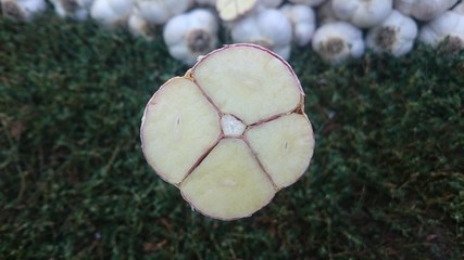 garlic in the garden,  garlic harvest