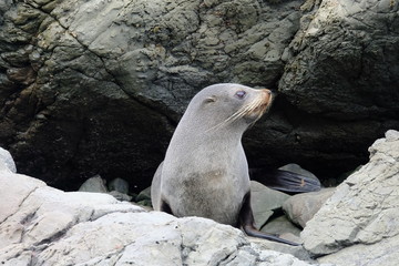 New Zealand Fur Seal near Kaikoura, Canterbury, New Zealand