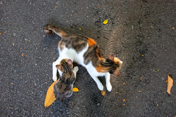 Cat with kitten baby on asphalt. Stray animal on street photo. Three color cat breed. Cute cat mother and baby