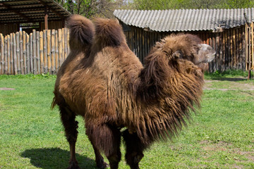 Camel
