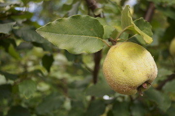 Green quince fruits on branches with green leaves