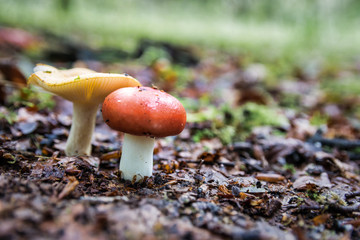 Two Wild Mushrooms