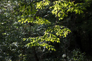 Leaves twigs green and yellow color beautiful background. Summer forest. Nature of Azerbaijan close up.