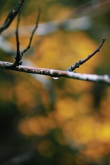 Raindrops