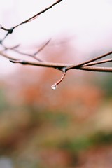 branch of tree with drops of water