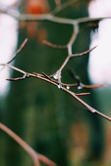 barbed wire on background of blue sky