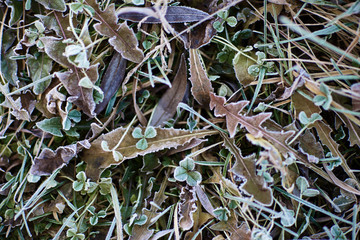 The grass is covered with morning frost. Direct view from above.