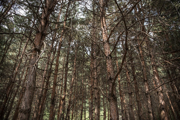 Bark of Pine Tree close up. Beautiful pine forest at summer time.