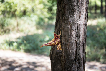 Antique artisanal Aladdin Arabian nights genie style oil lamp at the forest. Lamp of wishes fantasy concept