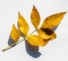 Obraz premium collection beautiful colorful autumn leaves isolated on white background