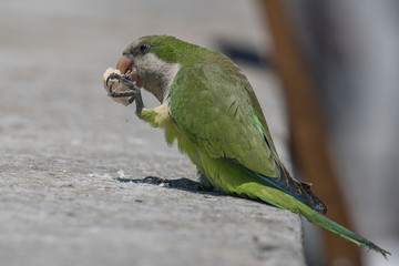 Cotorra comiendo pan