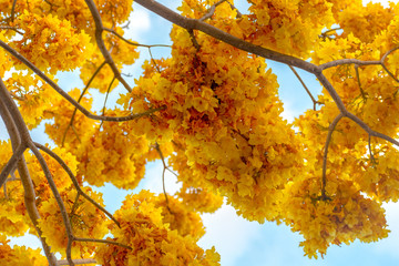 ramas árbol flores amarillas cielo azul 