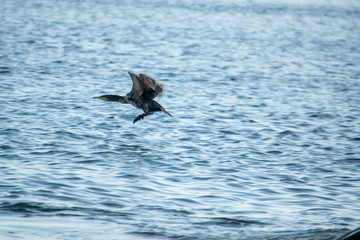Juvenile Cormorant in flight over the sea