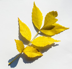 collection beautiful colorful autumn leaves isolated on white background