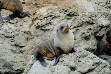 Obraz premium New Zealand Fur Seal near Kaikoura, Canterbury, New Zealand