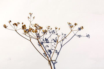 Set of wild dry pressed flowers and leaves, isolated
