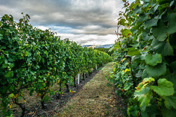 Fototapeta na wymiar The vineyards with ripe grapes coloring red and orange right before harvesting near Geneva in Switzerland - 1