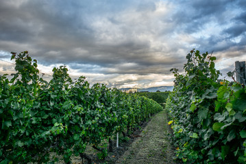 Fototapeta na wymiar The vineyards with ripe grapes coloring red and orange right before harvesting near Geneva in Switzerland - 2
