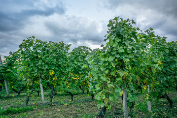 Fototapeta na wymiar The vineyards with ripe grapes coloring red and orange right before harvesting near Geneva in Switzerland - 4