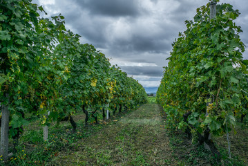 Fototapeta na wymiar The vineyards with ripe grapes coloring red and orange right before harvesting near Geneva in Switzerland - 5