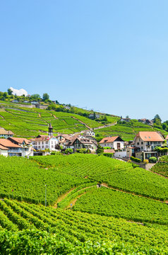 Stunning vineyards in the Lavaux wine region, Switzerland. The wine-growing area by Lake Geneva. Green vineyard on a slope. The area by villages Villette, Epesses and Riex. Vertical photo