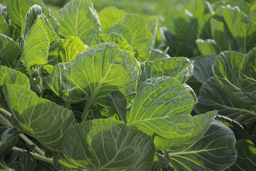 Plants on a farmland in Moerkapelle with small brussels sprouts growing in the Netherlands