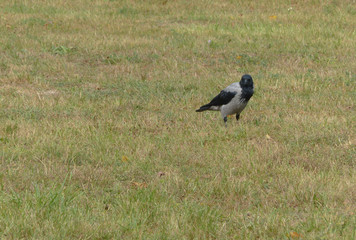 crow on grass
