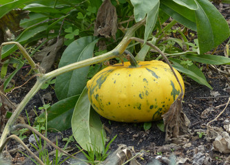 pumpkin in the garden