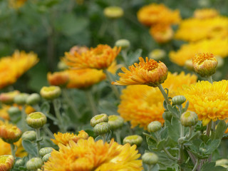 Obraz na płótnie Canvas yellow chrysanthemums flowers in the garden