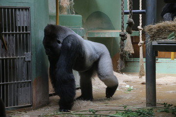 Gorilla named Bokito in the Rotterdam Blijdorp Zoo, famous due to his escape in 2007 when people...