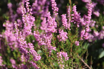 heathland in purple color in Gelderland on Veluwe on the end of the summer in the Netherlands