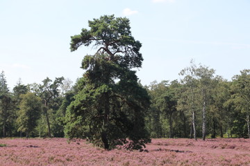 Fototapeta premium heathland in purple color in Gelderland on Veluwe on the end of the summer in the Netherlands