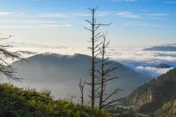 Mountains of Encartaciones among the mist of dawn with the silhouette of a dry pine in the foreground