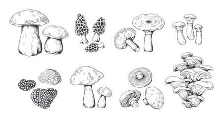 Hand drawn mushrooms. Vintage sketch of porcini portobello fungus morel truffle and oyster mushrooms. Vector illustration isolated doodle engraved variety raw fungus set on white background © SpicyTruffel