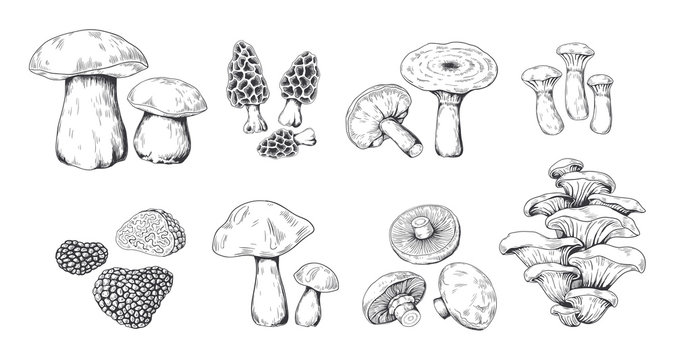 Hand drawn mushrooms. Vintage sketch of porcini portobello fungus morel truffle and oyster mushrooms. Vector illustration isolated doodle engraved variety raw fungus set on white background