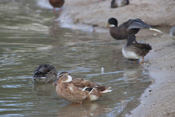 Wild ducks on a beach of an inner lake on the Veluwe in the Netherlands