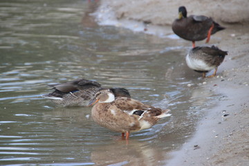 Wild ducks on a beach of an inner lake on the Veluwe in the Netherlands