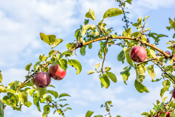 Red ripe apples on a branch