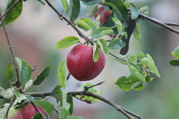 Jonagold apple hanging in the tree, partly eaten by jackdaw in the summer