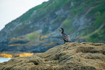 Juvenile Cormorant perched on a rock